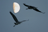 Airone cenerino
