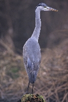 Airone cenerino
