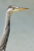 Airone cenerino