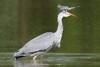 Airone cenerino