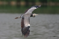 Airone cenerino
