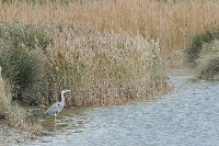 Airone cenerino