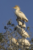 Airone guardabuoi