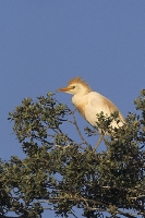 Airone guardabuoi