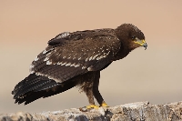 Aquila anatraia maggiore