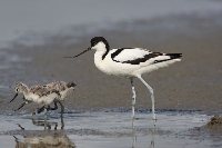 Avocetta