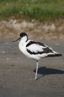Avocetta
