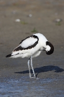 Avocetta