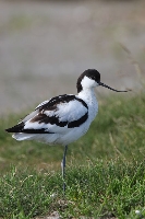 Avocetta
