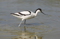 Avocetta