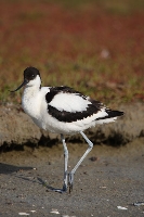 Avocetta