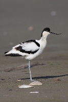 Avocetta