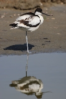 Avocetta