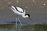 Avocetta