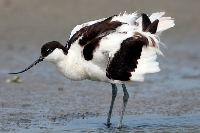 Avocetta