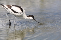 Avocetta