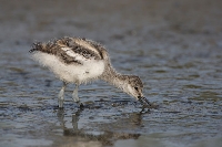 Avocetta