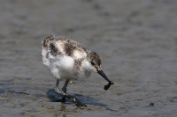 Avocetta