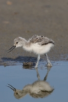Avocetta