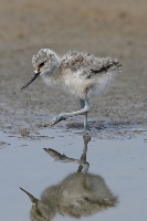 Avocetta