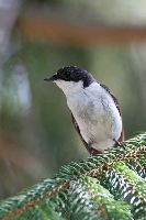 Balia nera