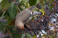 Beccofrusone