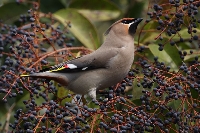Beccofrusone