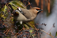 Beccofrusone