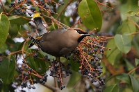 Beccofrusone