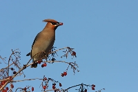 Beccofrusone
