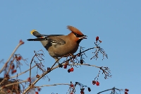 Beccofrusone