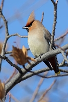 Beccofrusone
