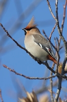 Beccofrusone