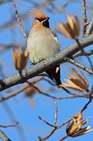 Beccofrusone