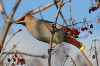 Beccofrusone