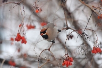 Beccofrusone