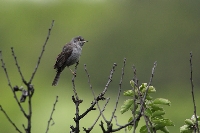 Bigia padovana