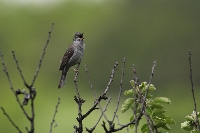 Bigia padovana
