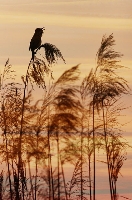 Cannareccione