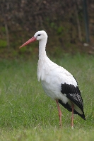Cicogna bianca