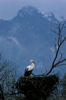 Cicogna bianca
