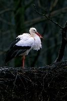 Cicogna bianca