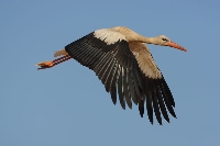 Cicogna bianca