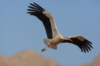 Cicogna bianca