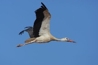 Cicogna bianca