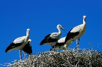 Cicogna bianca