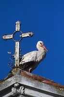 Cicogna bianca