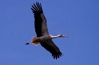 Cicogna bianca