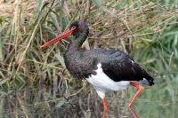Cicogna nera
