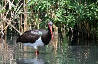 Cicogna nera